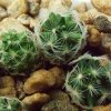 Mammillaria_ nana _ssp.duweii _020